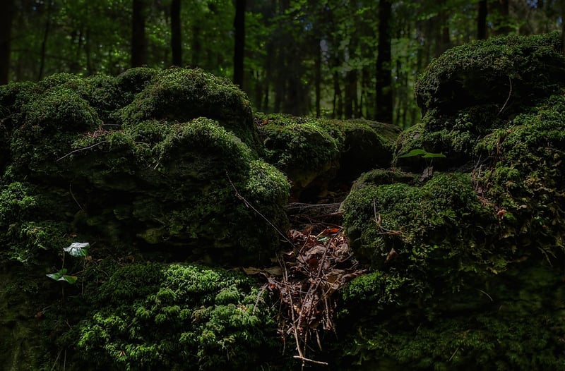 Enchanted Grove