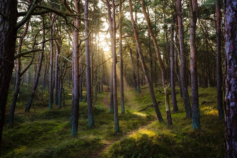 Enchanting Forest